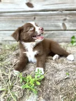 Daisy, a female Australian Shepherd for sale in Orlando, FL – 2 of 2