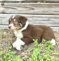 Forrest, a male Miniature Australian Shepherd for sale in Orlando, FL – 2 of 2