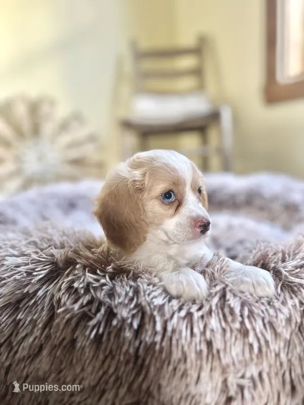 Milo – Cavapoo puppy for sale in Orlando, FL