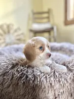 Milo, a male Cavapoo for sale in Orlando, FL – 1 of 2