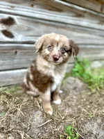 Milo, a male Australian Shepherd for sale in Orlando, FL – 1 of 2