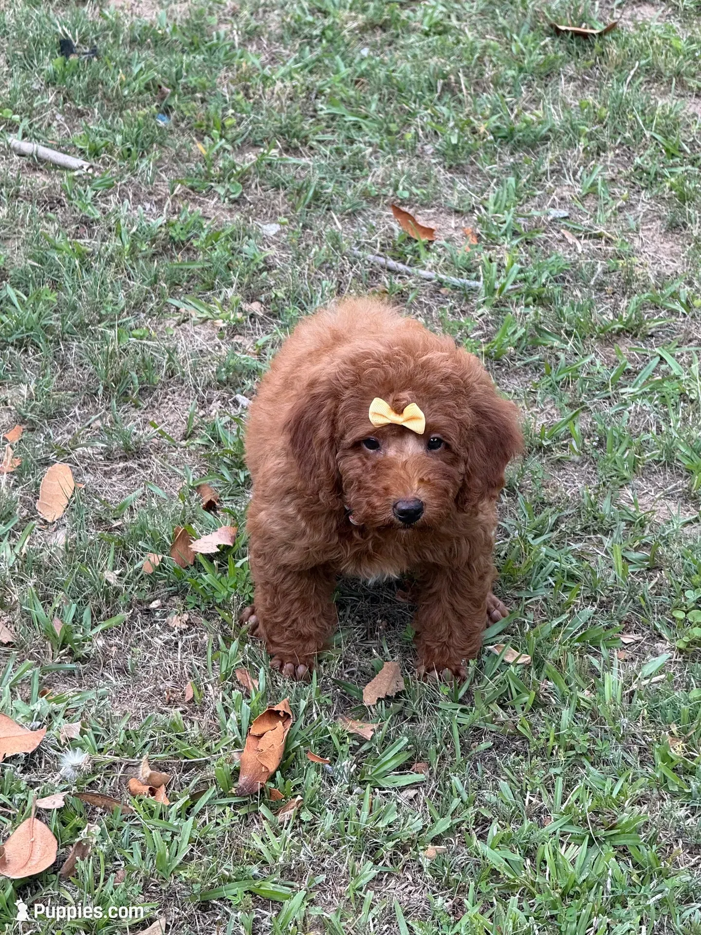 Red Girl, a female Poodle - Toy  for sale in Lithonia, GA – 3 of 7
