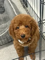 Red Girl, a female Poodle - Toy  for sale in Lithonia, GA – 4 of 7