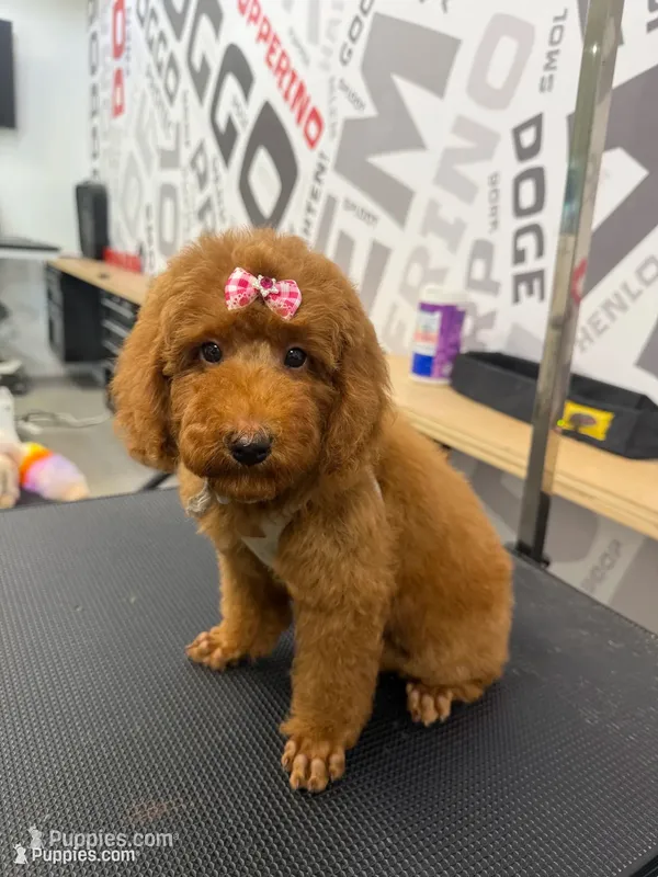 Red Girl – Poodle - Toy  puppy for sale in Lithonia, GA
