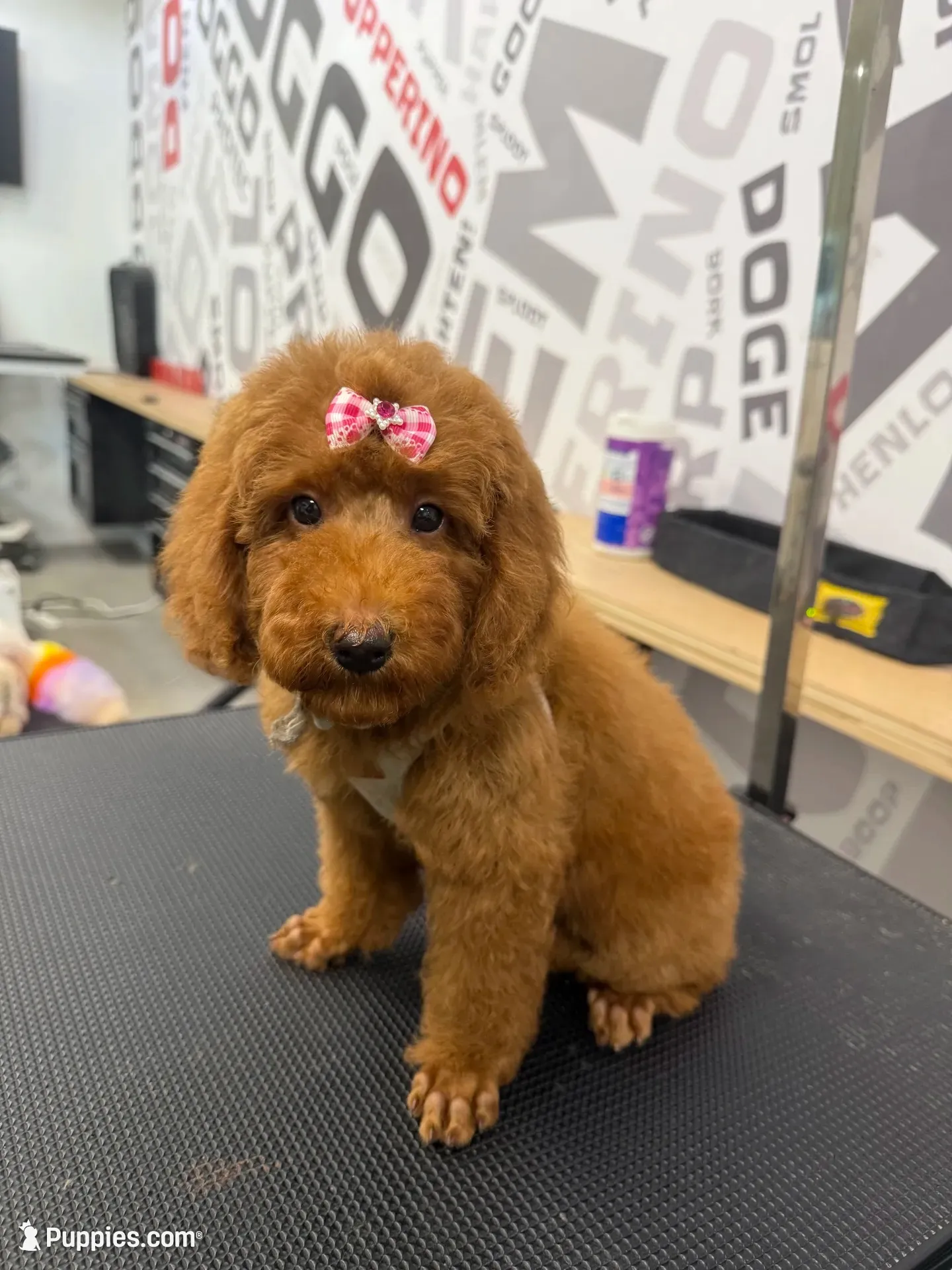 Red Girl, a female Poodle - Toy  for sale in Lithonia, GA – 1 of 7
