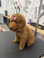 Red Girl, a female Poodle - Toy  for sale in Lithonia, GA – 5 of 7