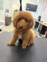 Red Girl, a female Poodle - Toy  for sale in Lithonia, GA – 2 of 7