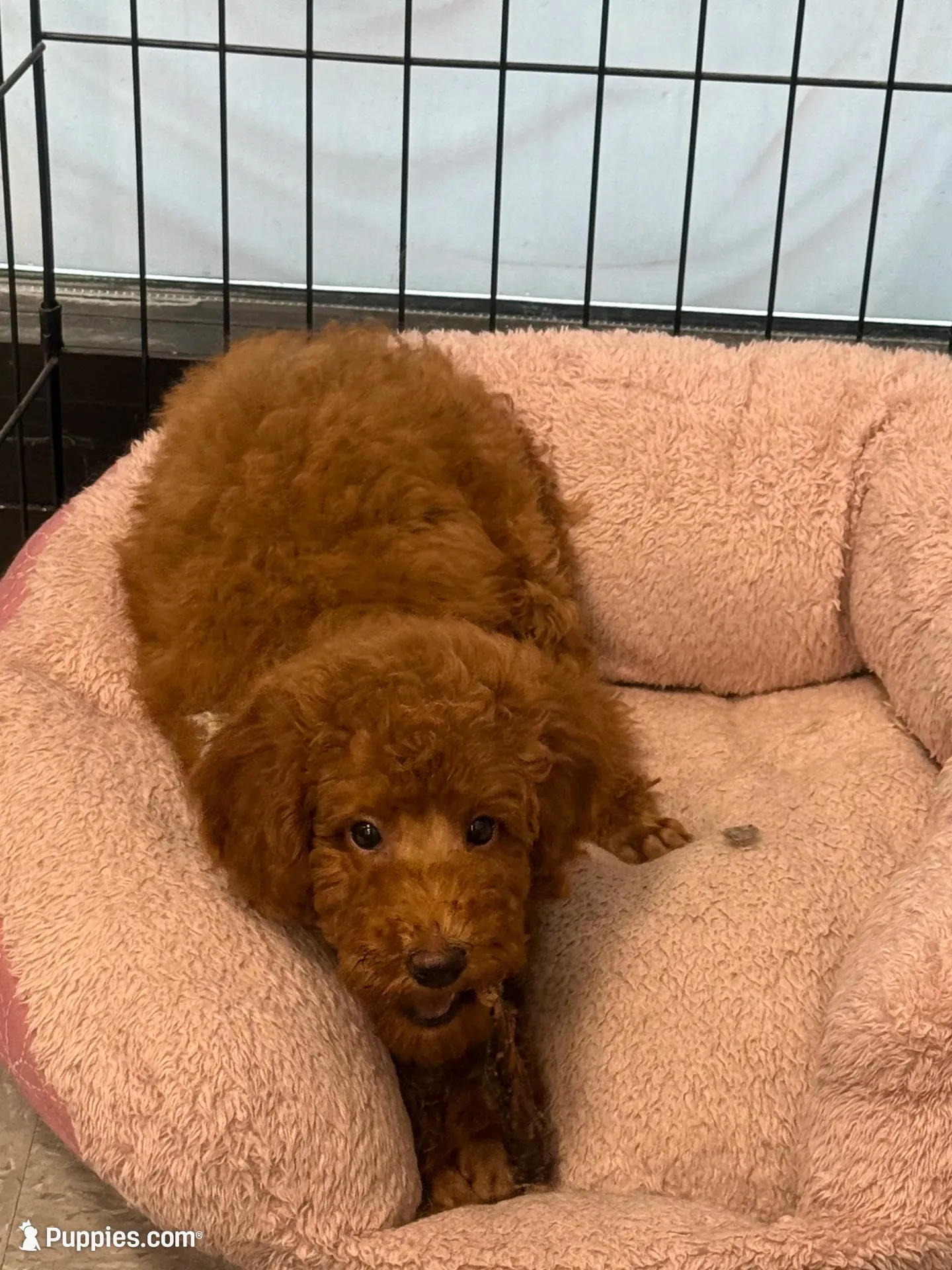 Red Girl, a female Poodle - Toy  for sale in Lithonia, GA – 6 of 7