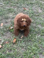 Red Girl, a female Poodle - Toy  for sale in Lithonia, GA – 7 of 7