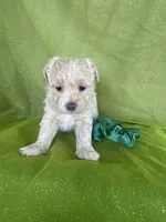 HICKORY, a male Maltipoo for sale in Palos Heights, IL – 6 of 10