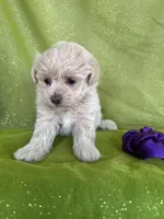 HIKER, a male Maltipoo for sale in Palos Heights, IL – 4 of 10