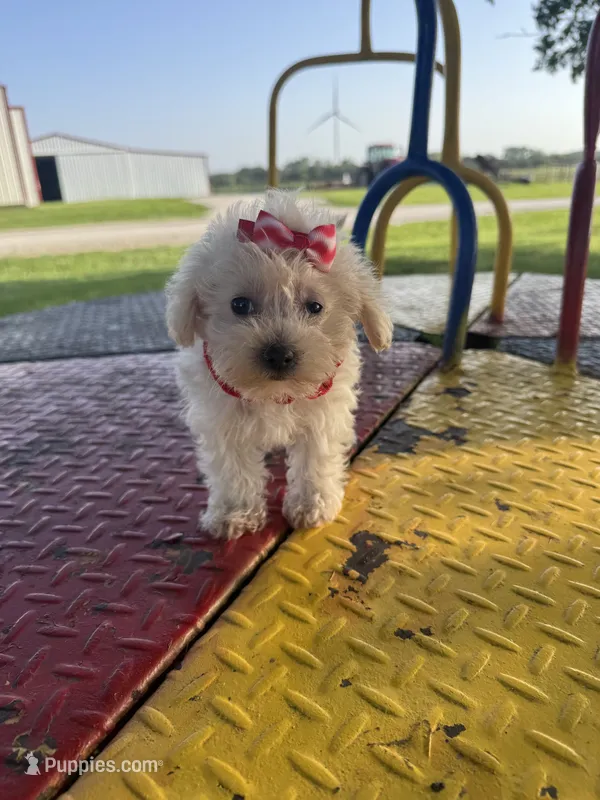 HATCHES – Maltipoo puppy for sale in Palos Heights, IL