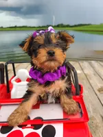 SPECKS, a male Yorkshire Terrier for sale in Palos Heights, IL – 8 of 10