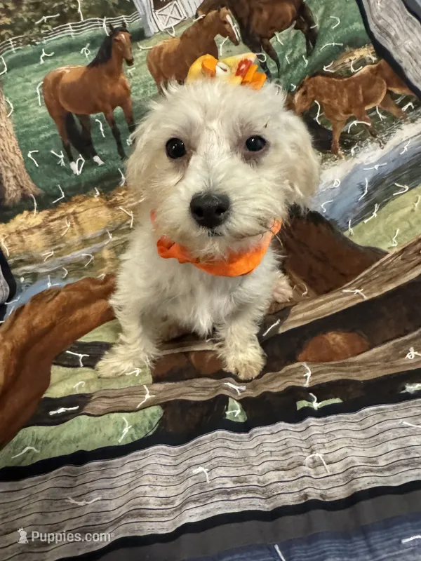 HATCHES – Maltipoo puppy for sale in Palos Heights, IL