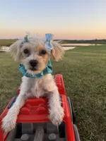 HIKER, a male Maltipoo for sale in Palos Heights, IL – 6 of 10