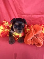 SHELBY, a female Yorkshire Terrier for sale in Palos Heights, IL – 7 of 10
