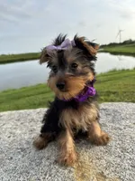 SPECKS, a male Yorkshire Terrier for sale in Palos Heights, IL – 5 of 10