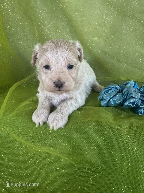 HUBS – Maltipoo puppy for sale in Palos Heights, IL