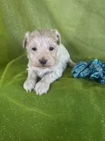 HUBS, a male Maltipoo for sale in Palos Heights, IL – 1 of 10