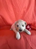 HARPS, a male Maltipoo for sale in Palos Heights, IL – 3 of 10