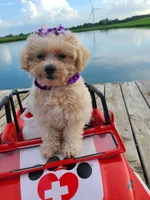 HIKER, a male Maltipoo for sale in Palos Heights, IL – 4 of 10