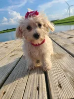 HATCHES, a female Maltipoo for sale in Palos Heights, IL – 8 of 10
