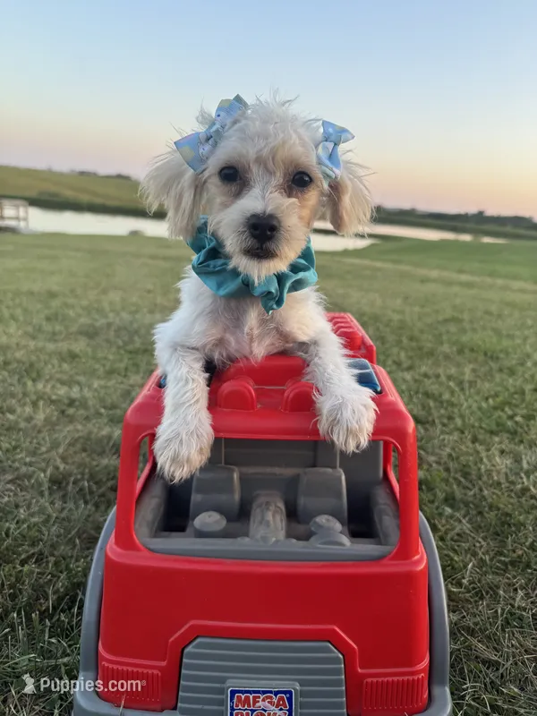 HIKER – Maltipoo puppy for sale in Palos Heights, IL