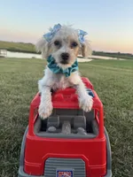 HIKER, a male Maltipoo for sale in Palos Heights, IL – 1 of 10