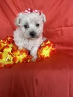 HATCHES, a female Maltipoo for sale in Palos Heights, IL – 9 of 10