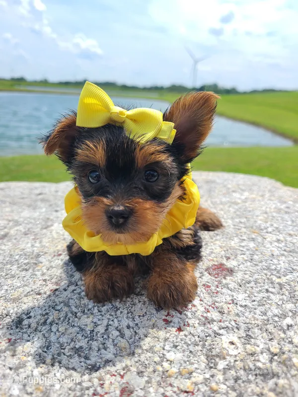 SHELBY – Yorkshire Terrier puppy for sale in Palos Heights, IL