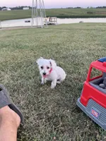 HATCHES, a female Maltipoo for sale in Palos Heights, IL – 4 of 10