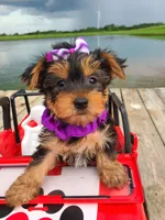 SPECKS, a male Yorkshire Terrier for sale in Palos Heights, IL – 9 of 10