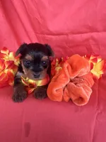 SHELBY, a female Yorkshire Terrier for sale in Palos Heights, IL – 5 of 10