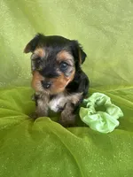 SHARKY, a male Yorkshire Terrier for sale in Palos Heights, IL – 7 of 10