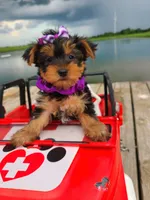SPECKS, a male Yorkshire Terrier for sale in Palos Heights, IL – 2 of 10