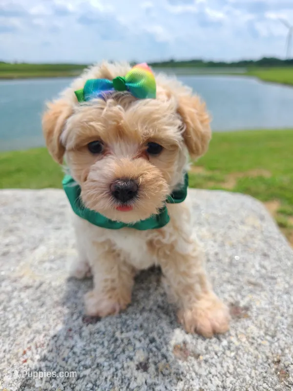 HICKORY – Maltipoo puppy for sale in Palos Heights, IL
