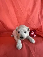 HARPS, a male Maltipoo for sale in Palos Heights, IL – 6 of 10
