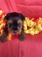 SHIRLEY, a female Yorkshire Terrier for sale in Palos Heights, IL – 5 of 10
