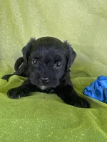 HUMMER, a male Maltipoo for sale in Palos Heights, IL – 8 of 10