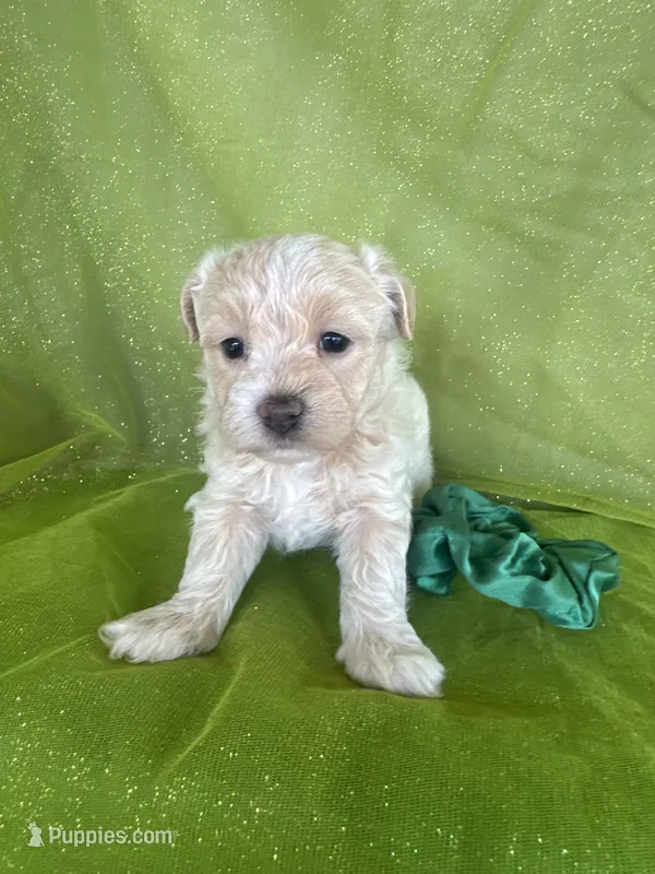 HICKORY – Maltipoo puppy for sale in Palos Heights, IL
