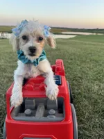 HIKER, a male Maltipoo for sale in Palos Heights, IL – 4 of 10