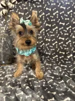 SPECKS, a male Yorkshire Terrier for sale in Palos Heights, IL – 4 of 10