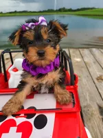 SPECKS, a male Yorkshire Terrier for sale in Palos Heights, IL – 9 of 10