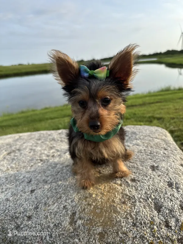 SAMPSON – Yorkshire Terrier puppy for sale in Palos Heights, IL
