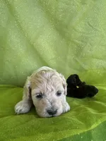 HARRIS , a male Maltipoo for sale in Palos Heights, IL – 9 of 10