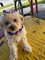 HICKORY, a male Maltipoo for sale in Palos Heights, IL – 10 of 10