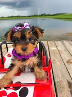 SPECKS, a male Yorkshire Terrier for sale in Palos Heights, IL – 5 of 10