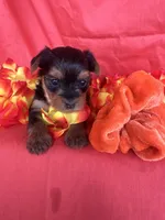 SHELBY, a female Yorkshire Terrier for sale in Palos Heights, IL – 6 of 10
