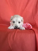 HOPPERS, a male Maltipoo for sale in Palos Heights, IL – 4 of 10