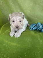 HUBS, a male Maltipoo for sale in Palos Heights, IL – 2 of 10